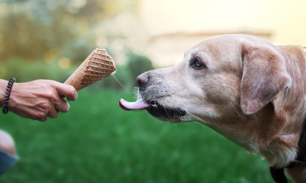 sharing strawberry ice cream with your dog