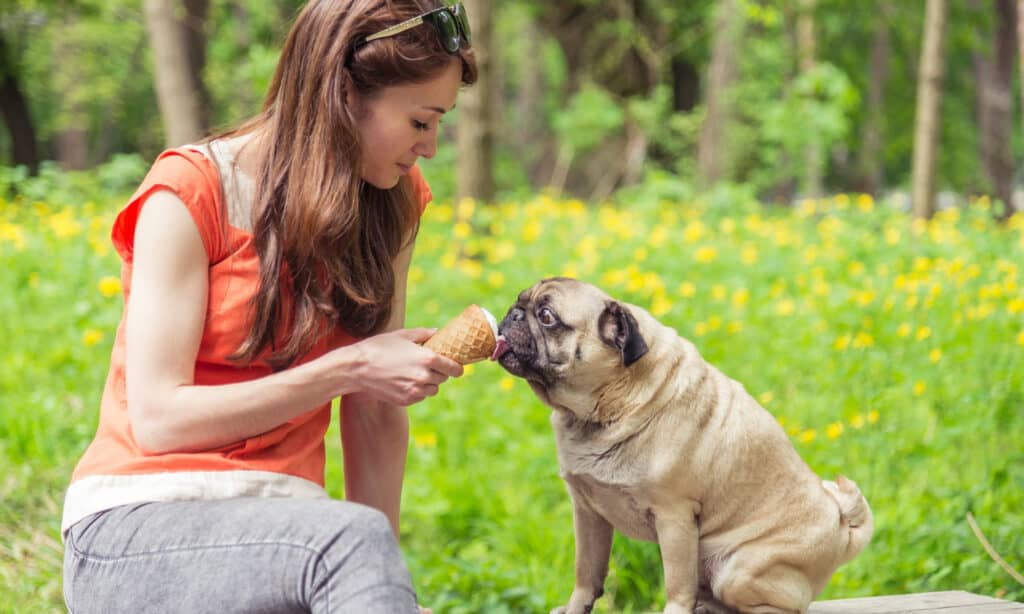 girl feeding her pug ice cream