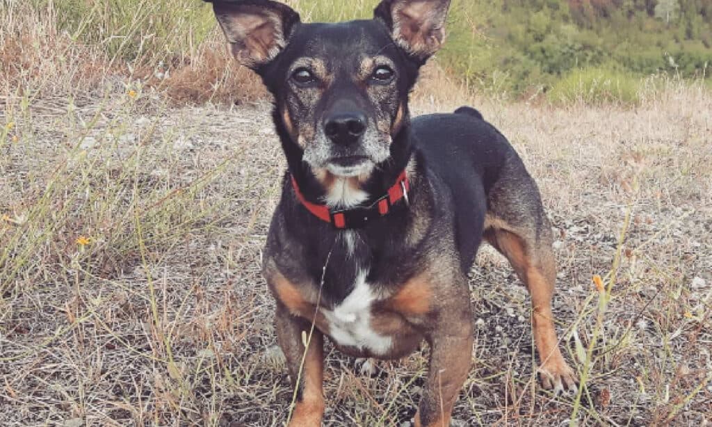 older jack russell mixed with dachshund