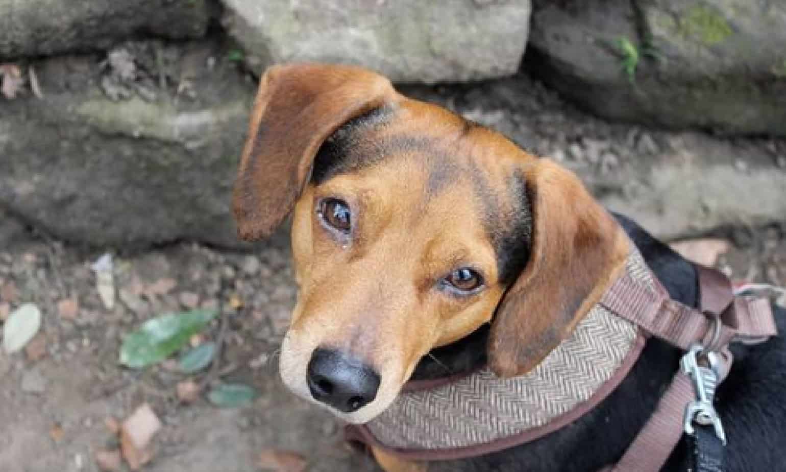 Jack Russel Mixed with Dachshund Ultimate Breed Guide