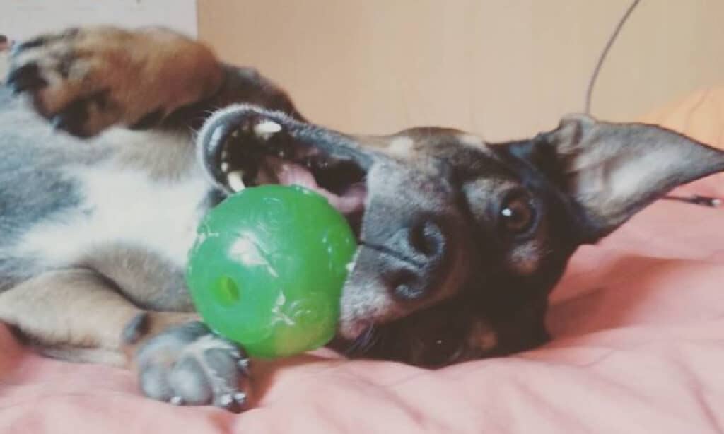 jackshund with ball