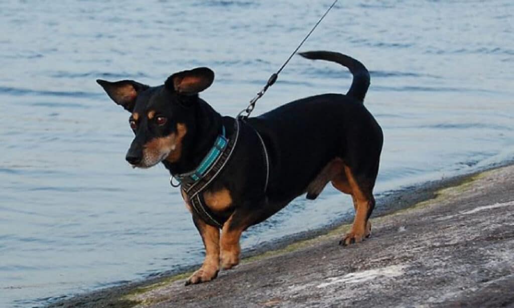 jack russell mixed with dachshund running on the beach