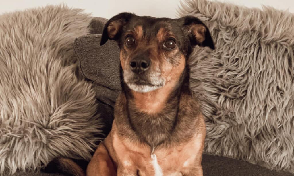 dachshund jack russel on the couch