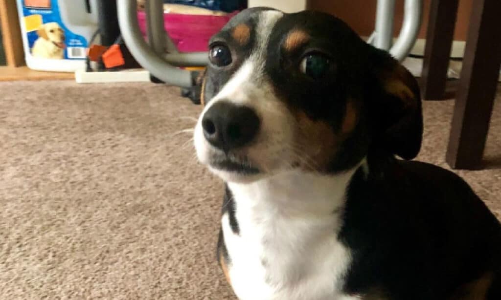 cute jack russell dachshund mix