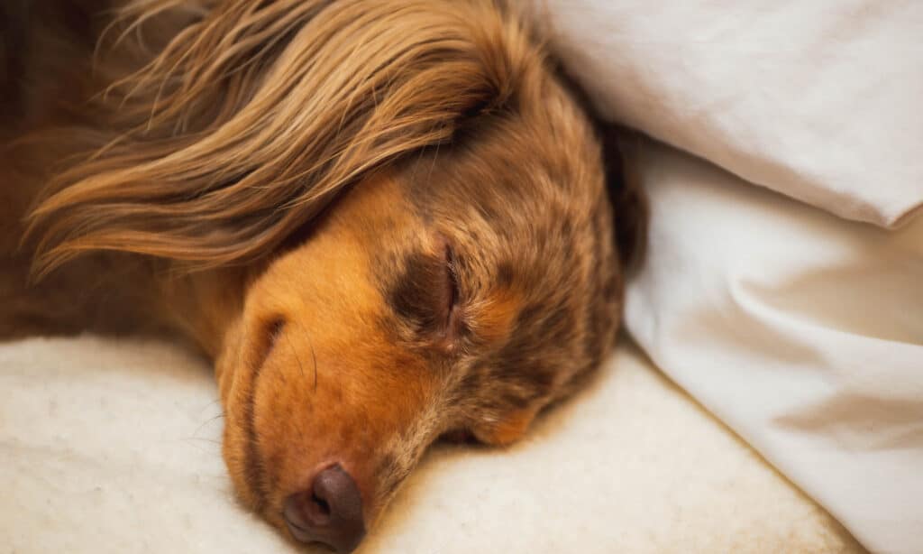long haired dapple dachshund taking a nap