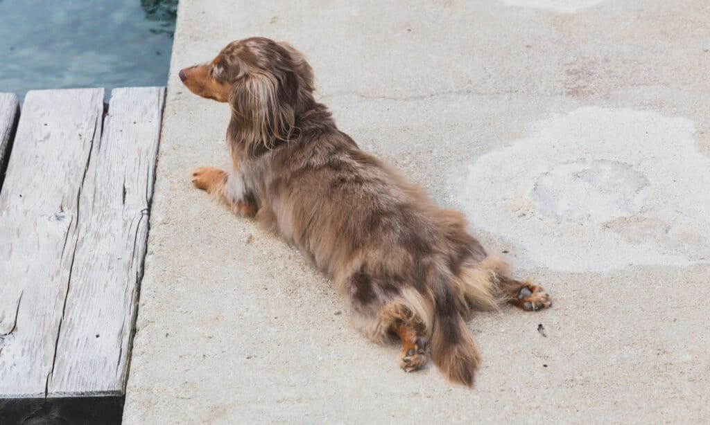 dapple longhaired dachshund lounging by the water