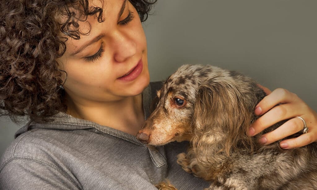 long haired dapple dachshund with owner