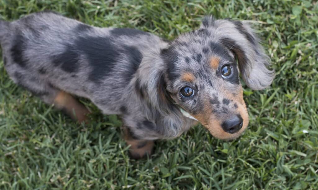 long haired dapple dachshund  puppy