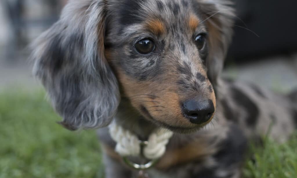 adorable dapple longhaired dachsund puppy 