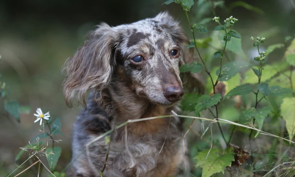 older long haired dapple dachshund 
