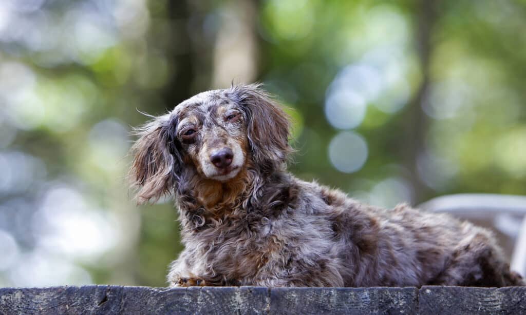 sweet older dachshund