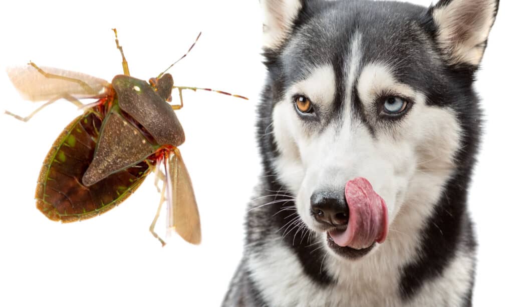 my-dog-ate-a-stink-bug-will-he-get-sick-symptoms-solutions