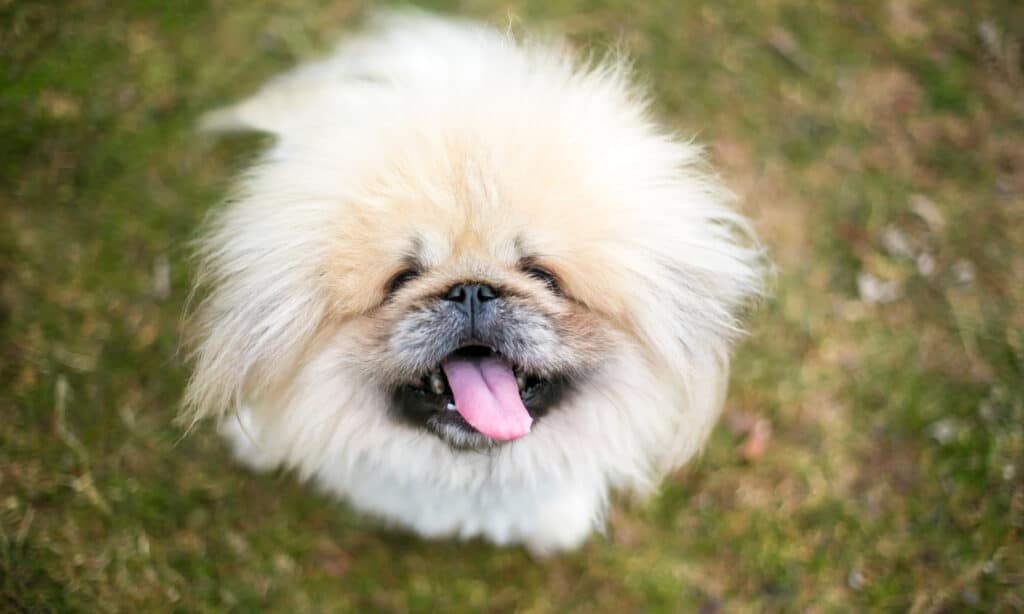 Pekingese dog with long hair is panting with mouth open