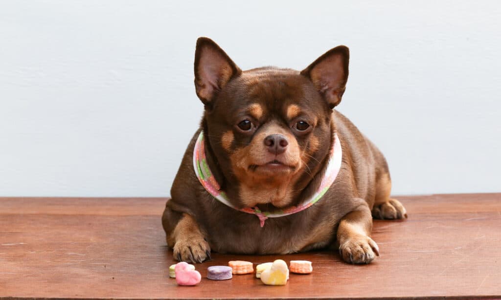 Obesity can put pressure on your dog's airway and cause grunting, snoring, and wheezing
