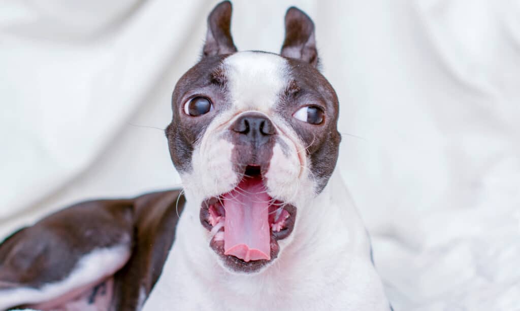 Boston terrier is yawning and making snorting noises is normal