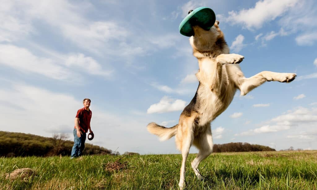 male dog catching frisbee - is neutering safe