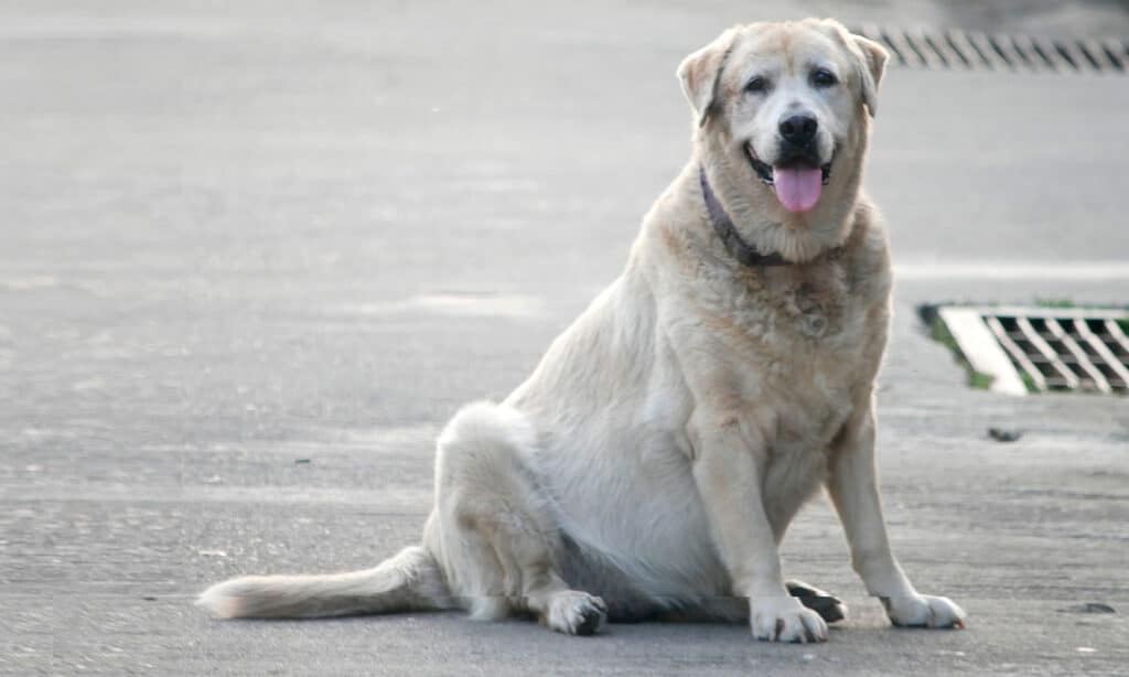 Obese dog - getting professional veterinary help