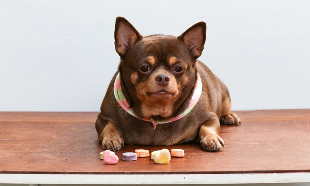 overweight dog with treats