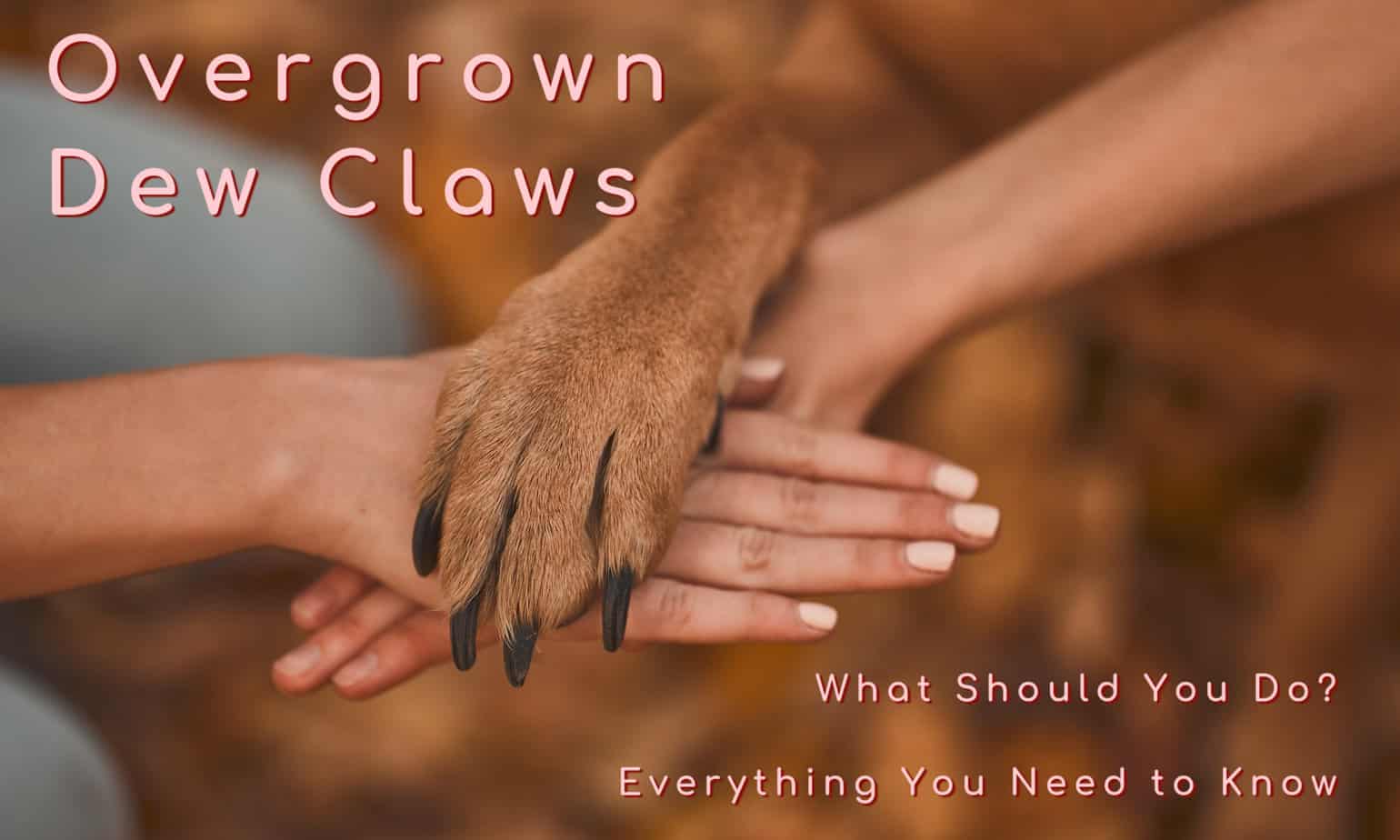 Overgrown Dew Claws In Dogs What Do You Do? How To Trim