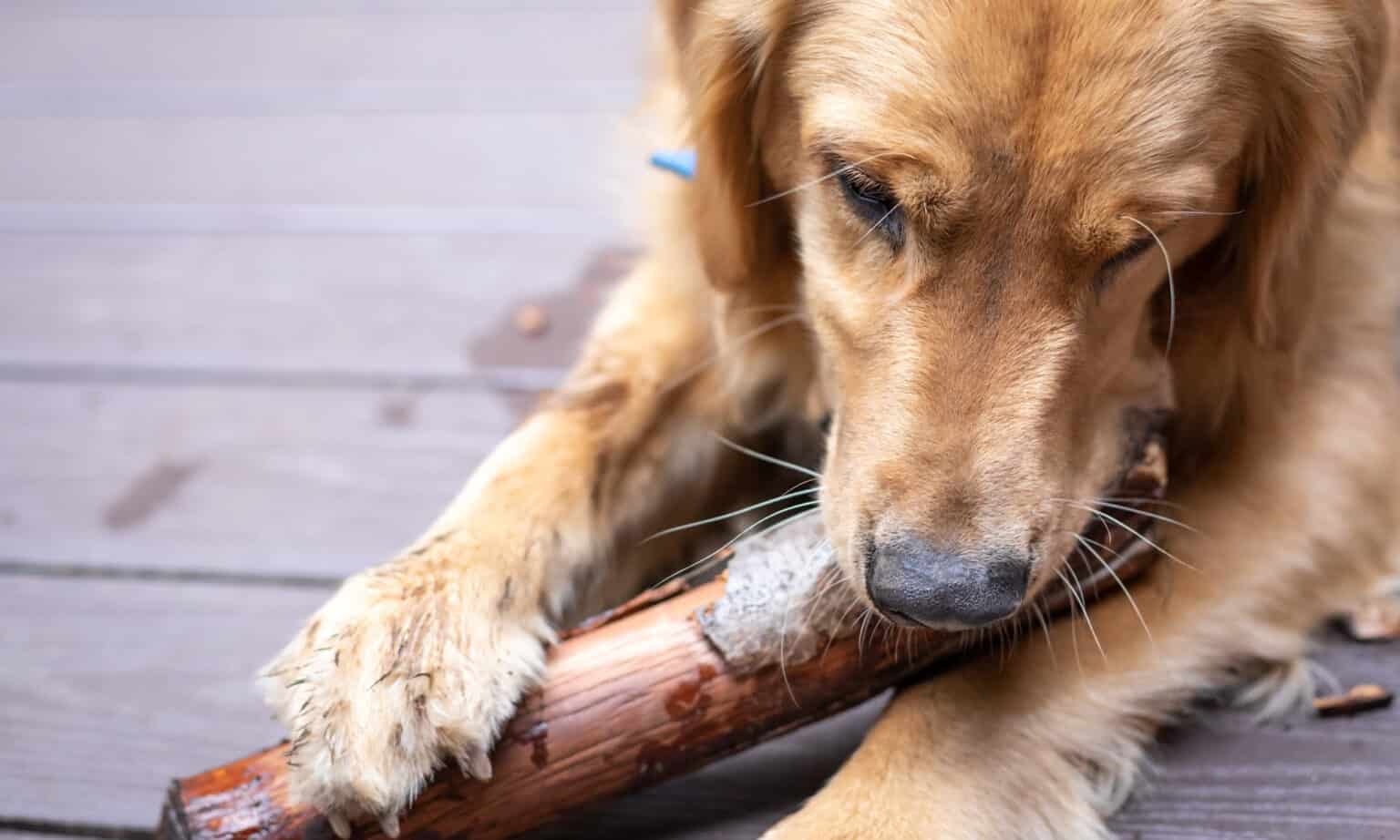 Why Does My Dog Eat Everything? A Guide To Canine Pica