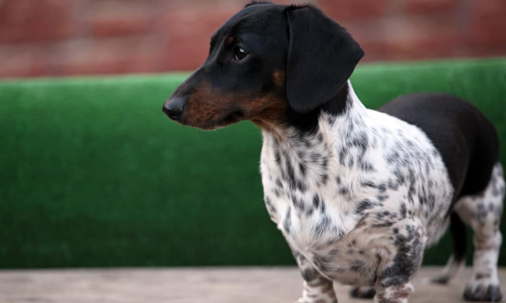  piebald dachshund tips and information