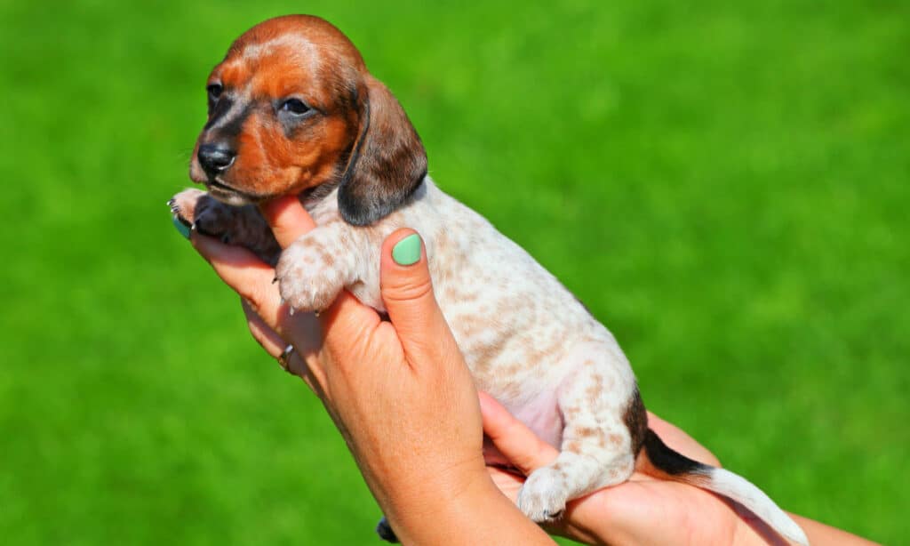 adorable minature  piebald dachshund puppy being held