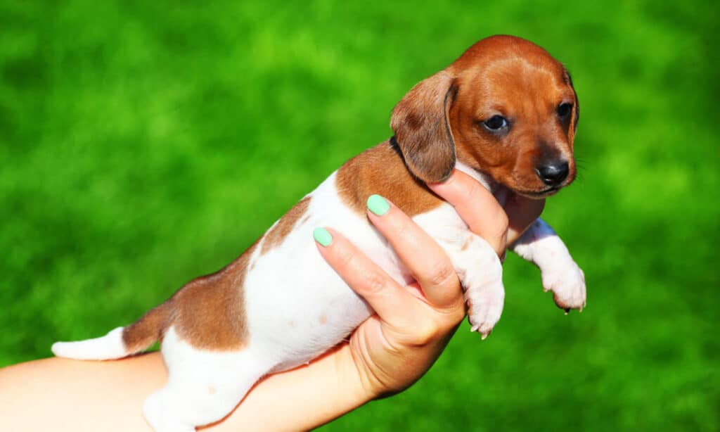 cute piebald dachshund puppy