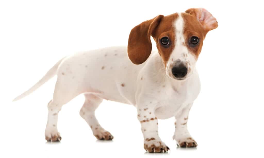 cute little  piebald dachshund puppy with ear flipped back