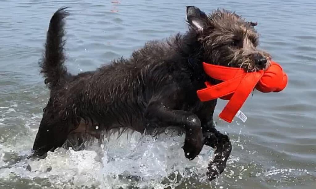 pitbull poodle running thru water