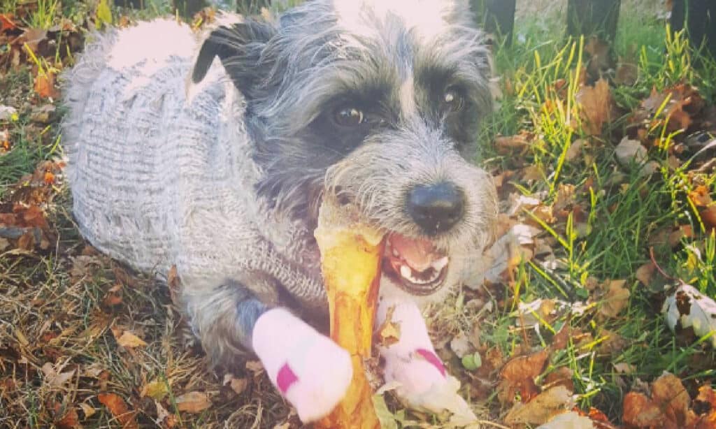 pitbull poodle with chew bone