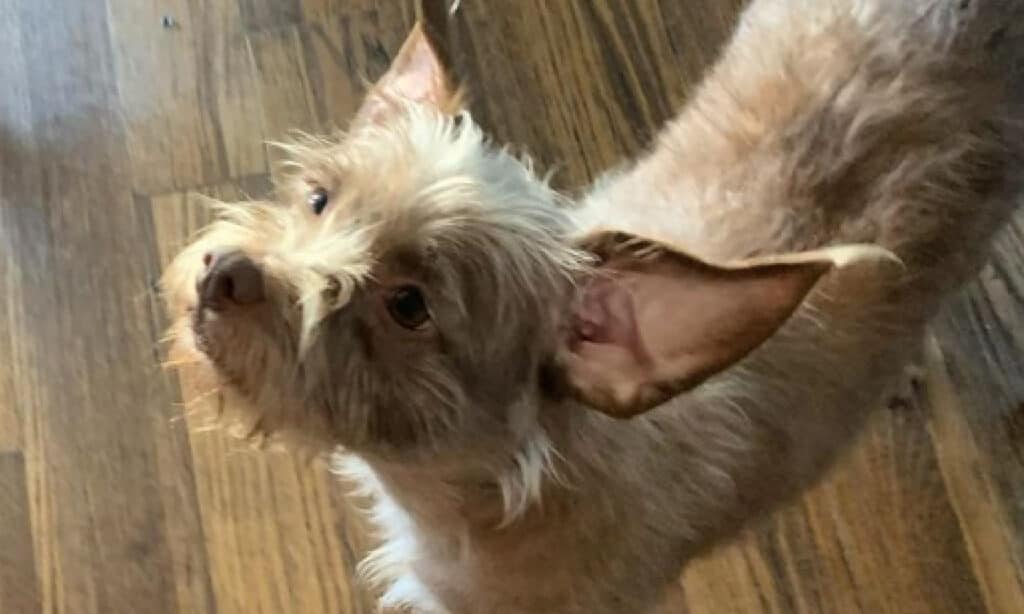 poodle pitbull mix with bat ears