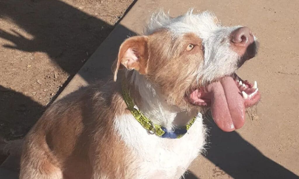 poodle pitty mix with tongue hanging out