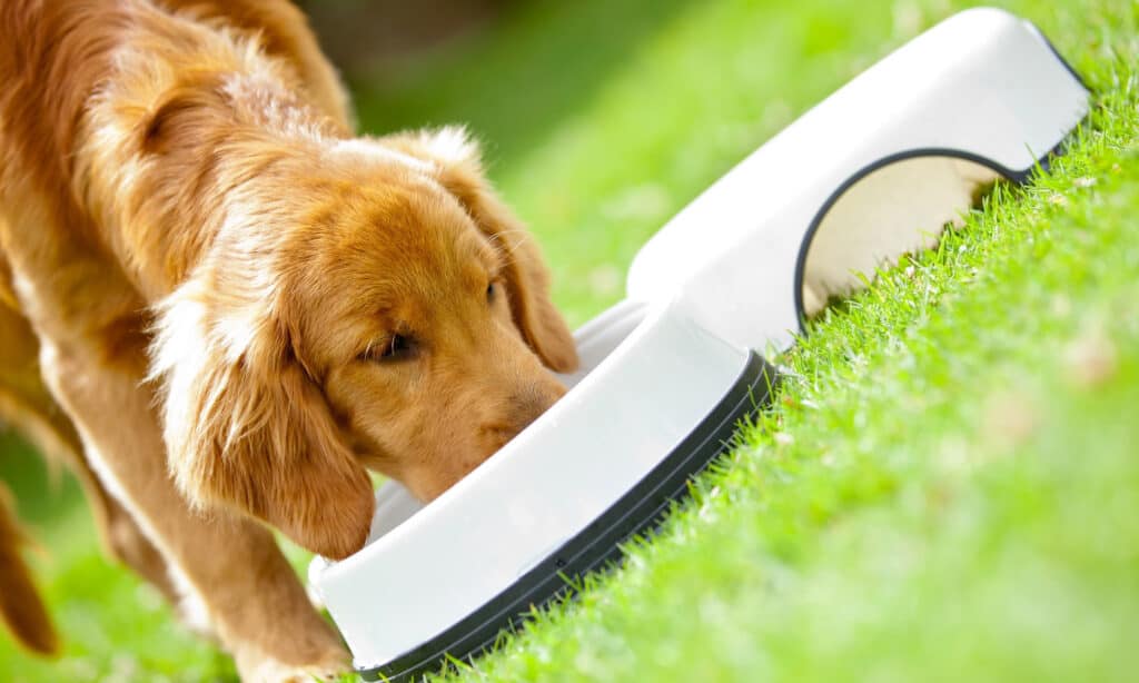 Nutritious dog food for optimal digestive health
