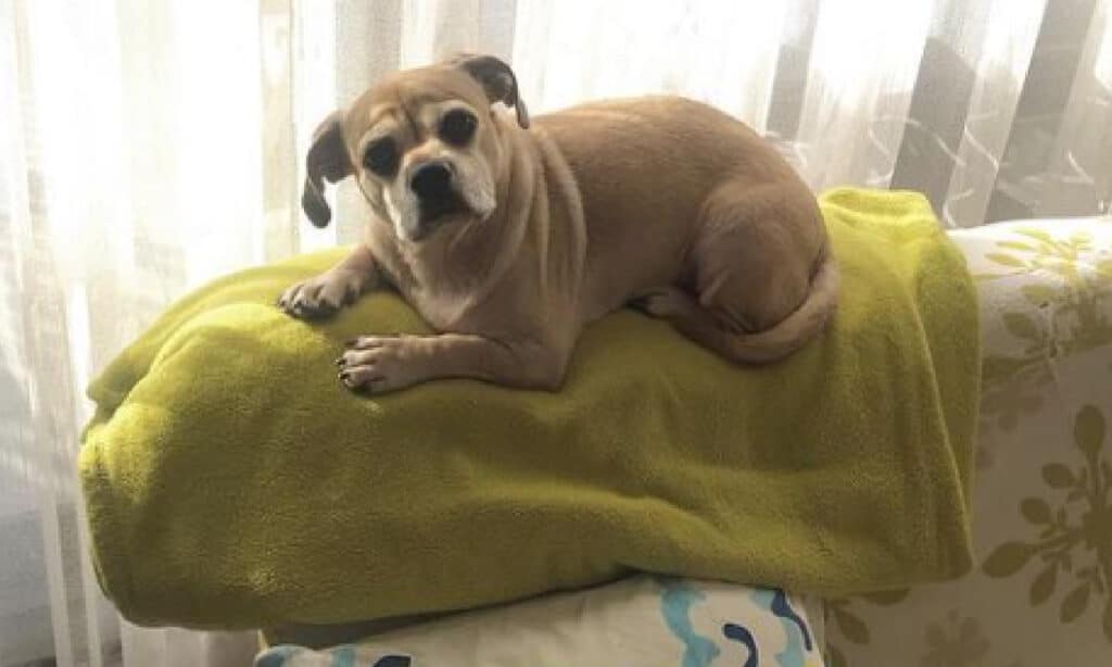 older pug dachshund mix on back of couch