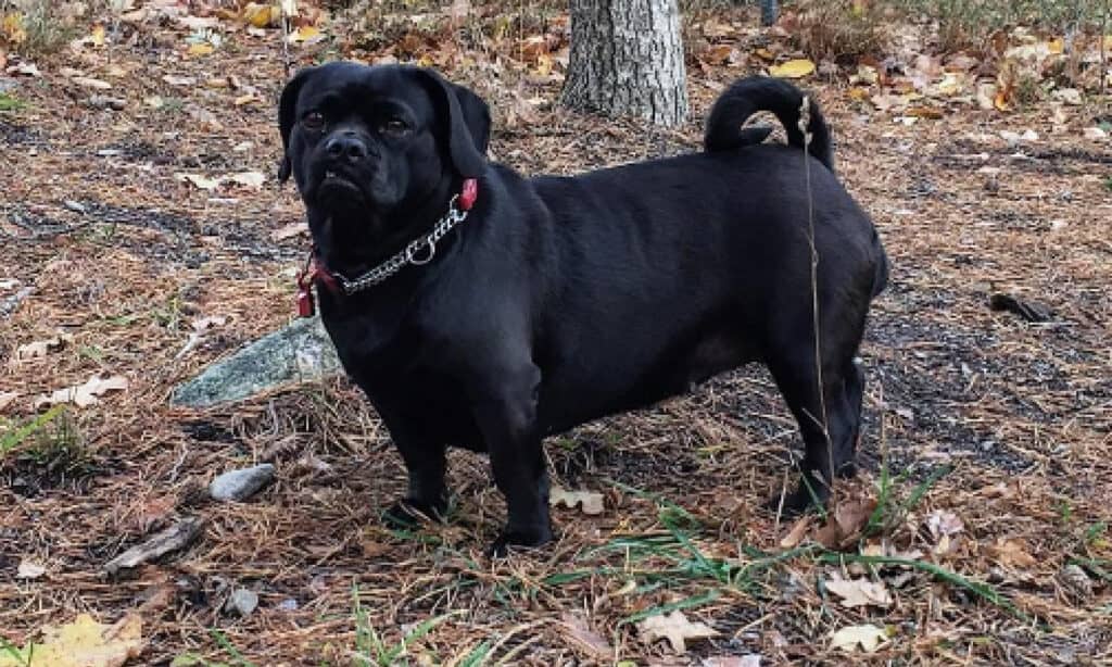 pug dachshund mix breed care and tips