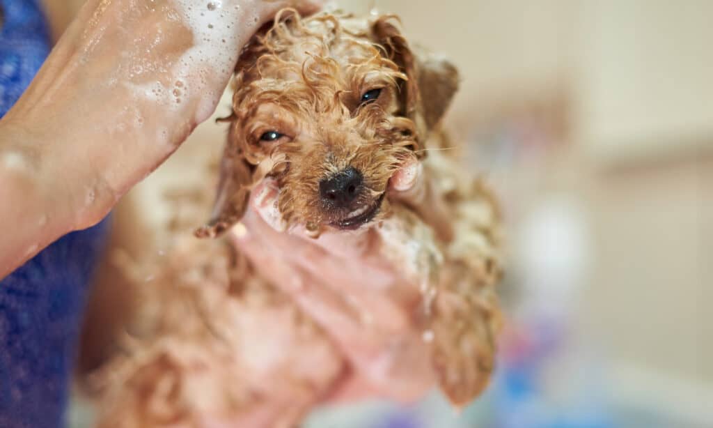 puppy getting a warm bath