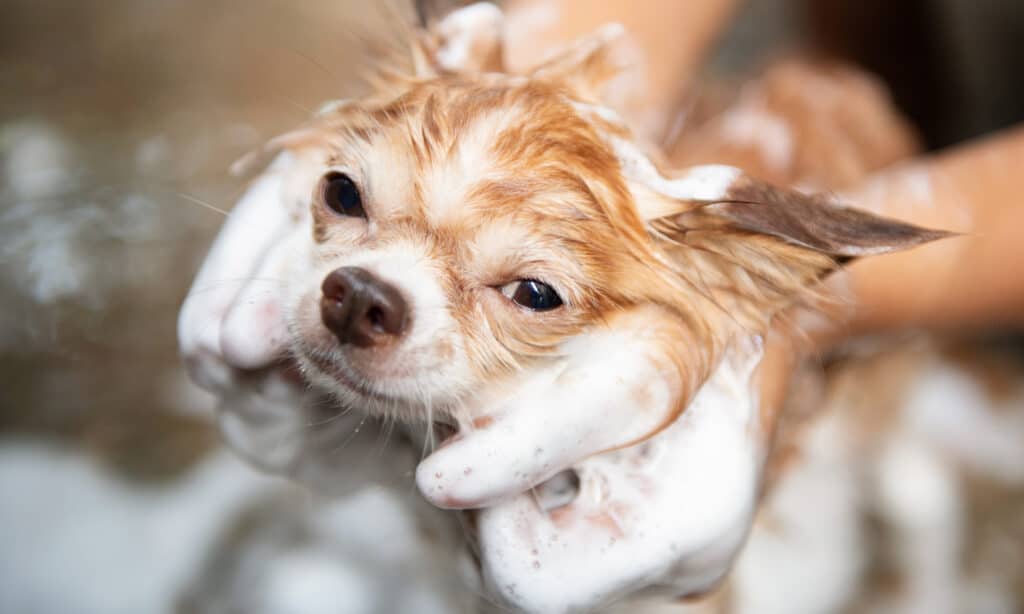 sweet puppy in the bath: how to keep him warm