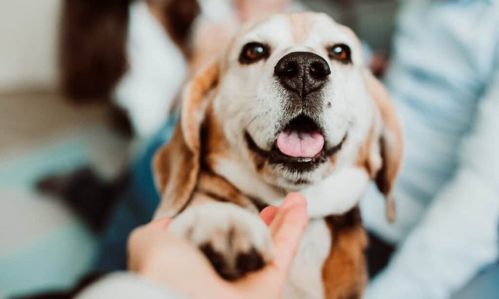 sweet neutered beagle shaking hands