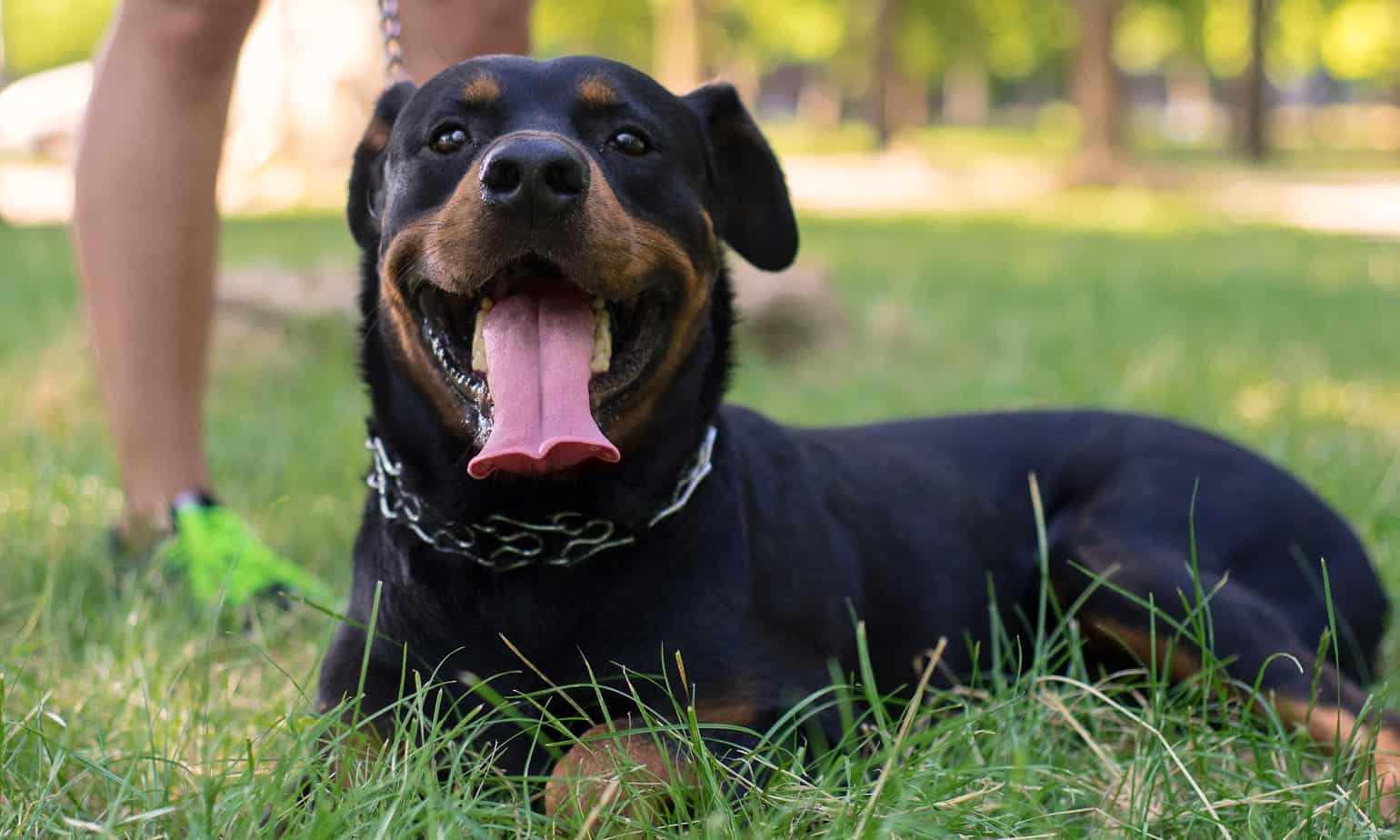 Is Your Rottweiler Skinny? What You Need to Know