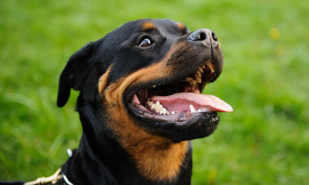 vet advice for weight gain in rottweilers