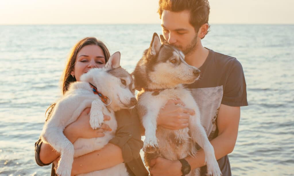 happy couple with their huskies