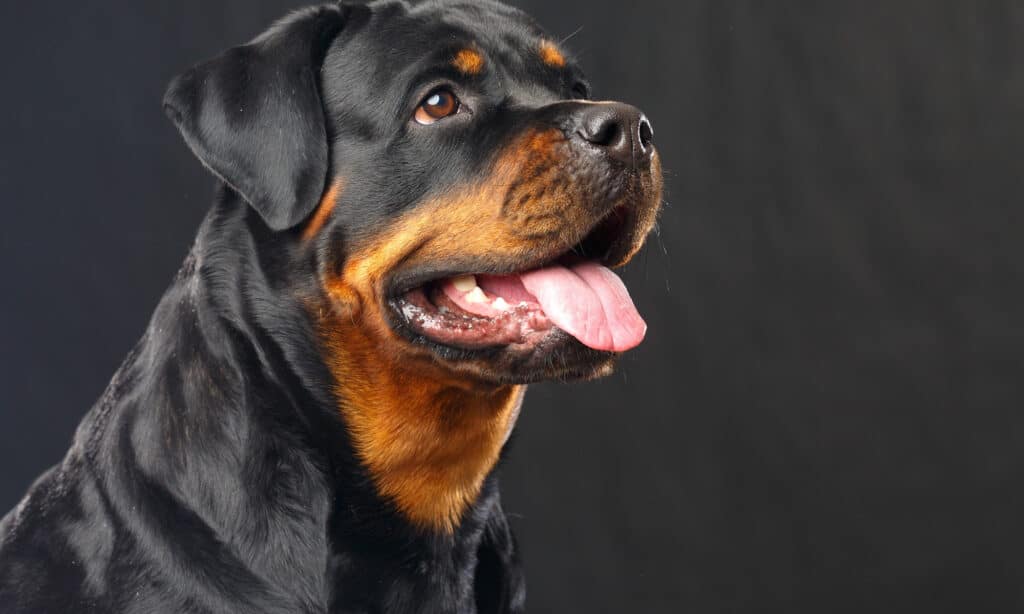important vet care for weight loss in rottweilers