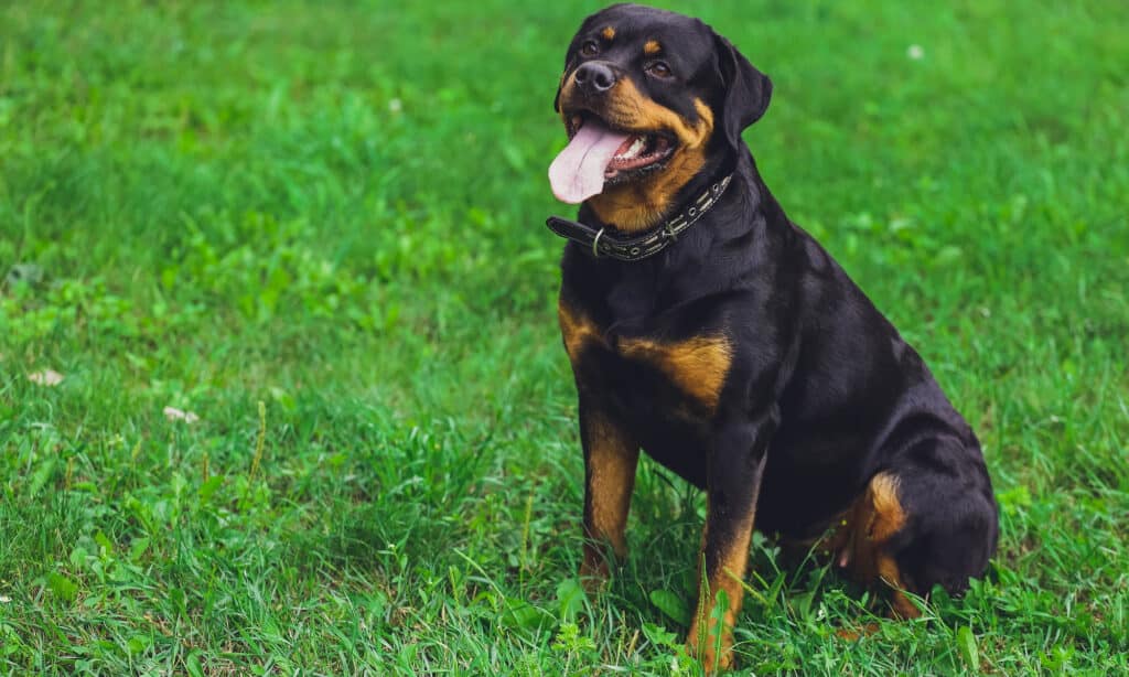exercise for skinny rottweilers