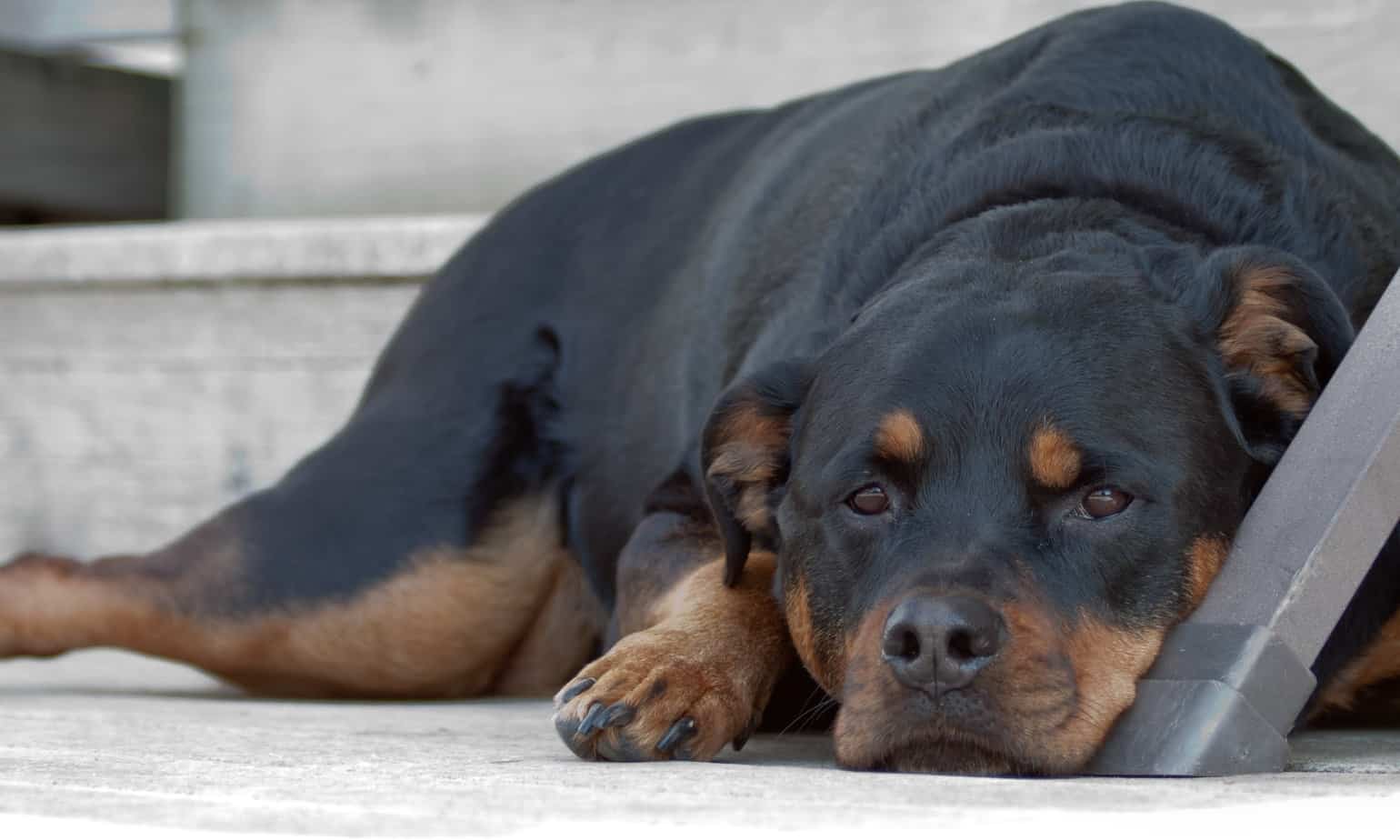 Is Your Rottweiler Skinny? What You Need to Know