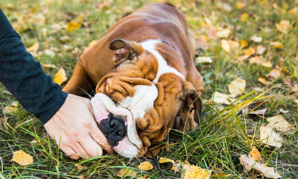 An English bulldog is sniffing for treats and may cause sneezing