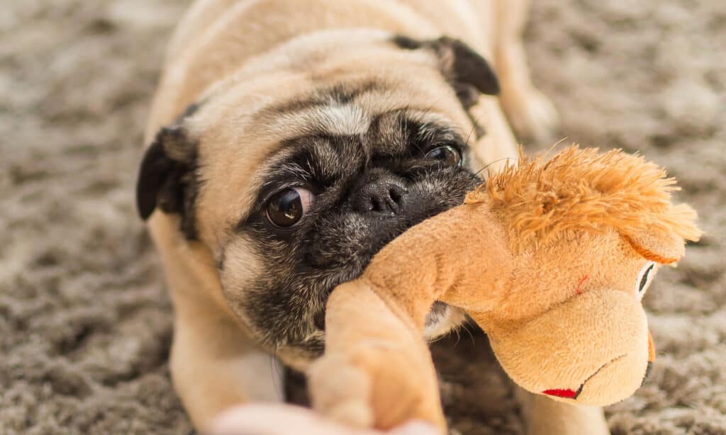 Pug with dog toy in its mouth has to breathe through their nose