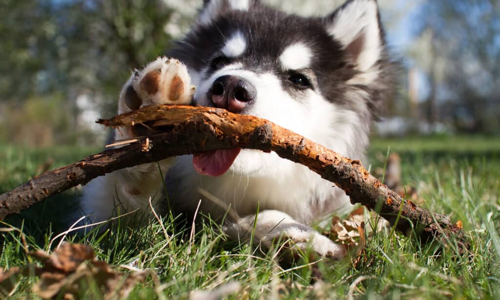 canine pica: dog eating stick