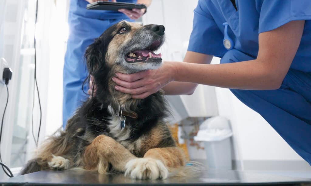 when to seek vet care if you're dog is having anal gland problems