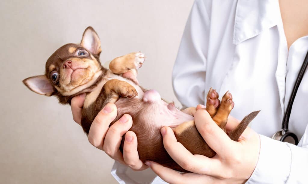 chihuahua puppy with umbilical hernia