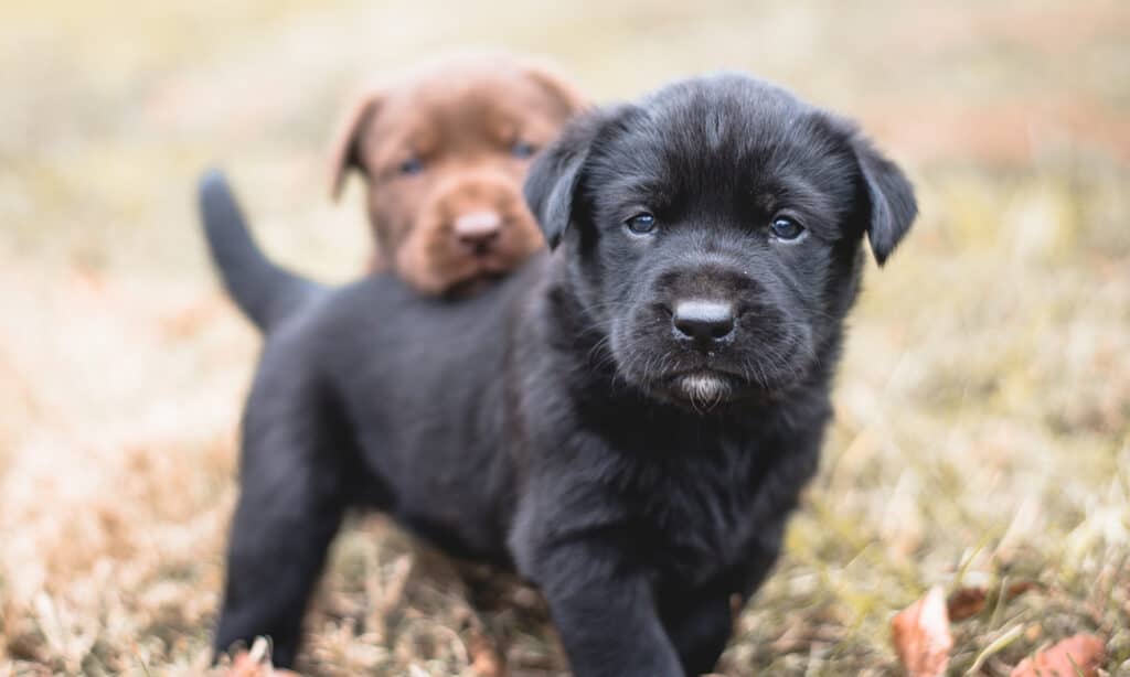 Should I Buy A Puppy With An Umbilical Hernia Vet Answers